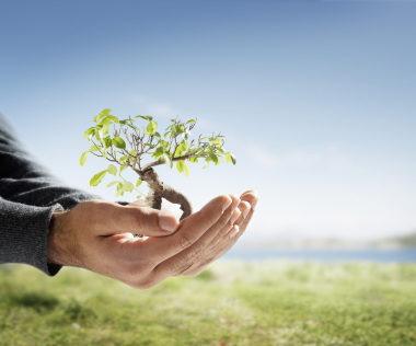 tree in hand